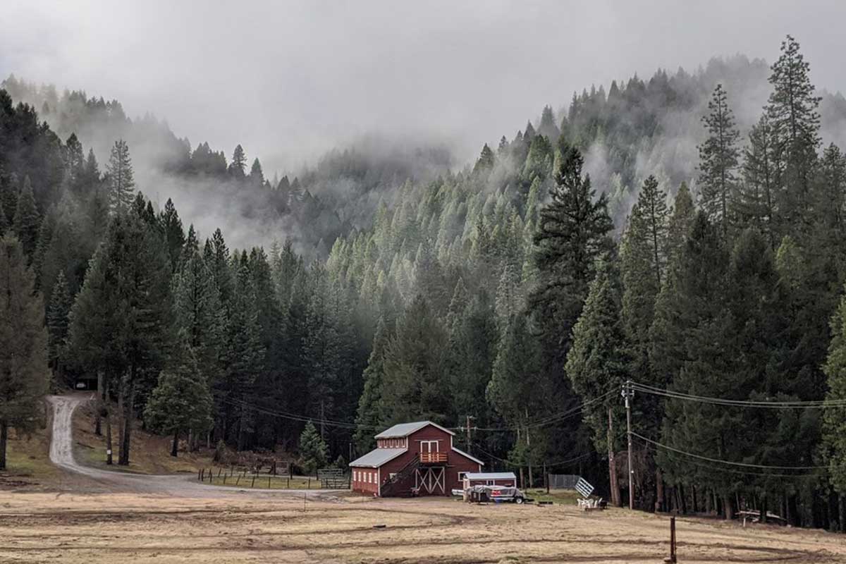 Image of a red barn seated among the pine trees at The Lure Resort in Downieville, CA.